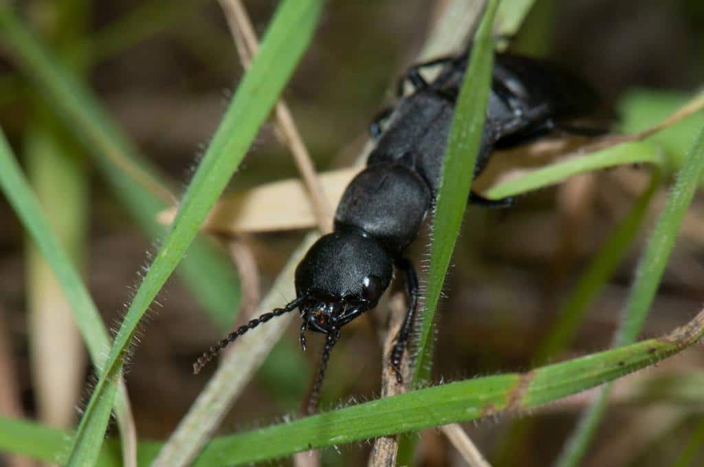 Staphylin noir - Ocypus olens