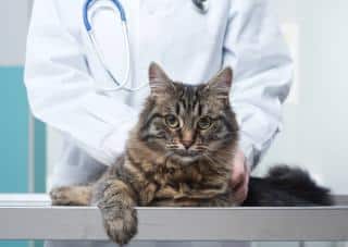 Sterilisation chat conseil veterinaire