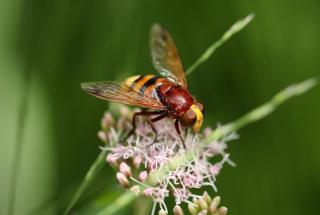 Syrphe utilite jardin