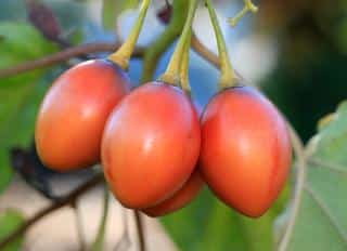 Tamarillo culture - Cyphomandra betacea