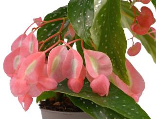 Tamaya - begonia maculata