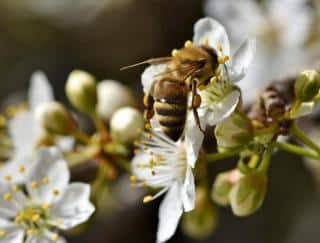 abeille qui butine pollen pollinisatrice