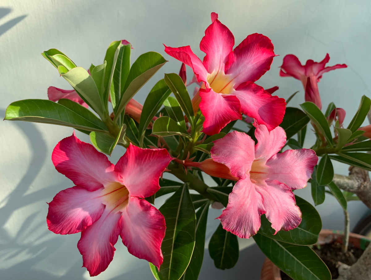 adenium - rose de desert