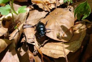 attirer carabe jardin