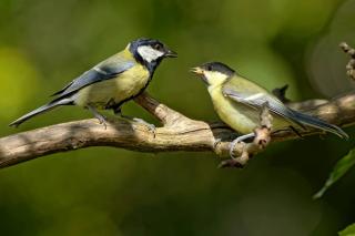 attirer oiseau jardin