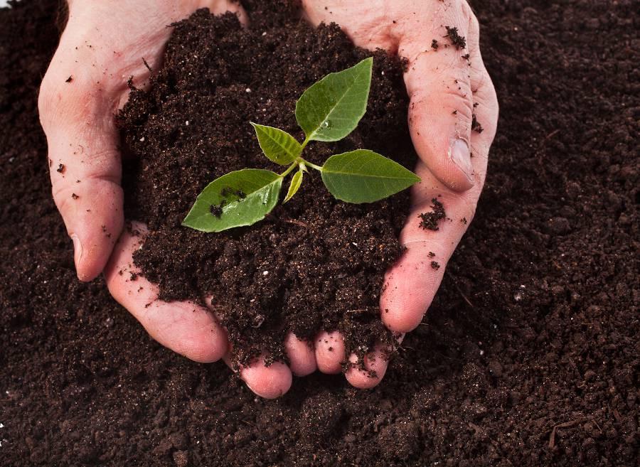 Terreau : choix et utilité pour la plante