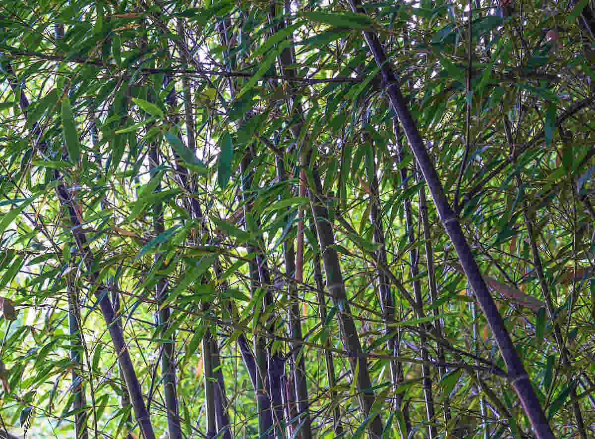 bambou noir - Phyllostachys nigra