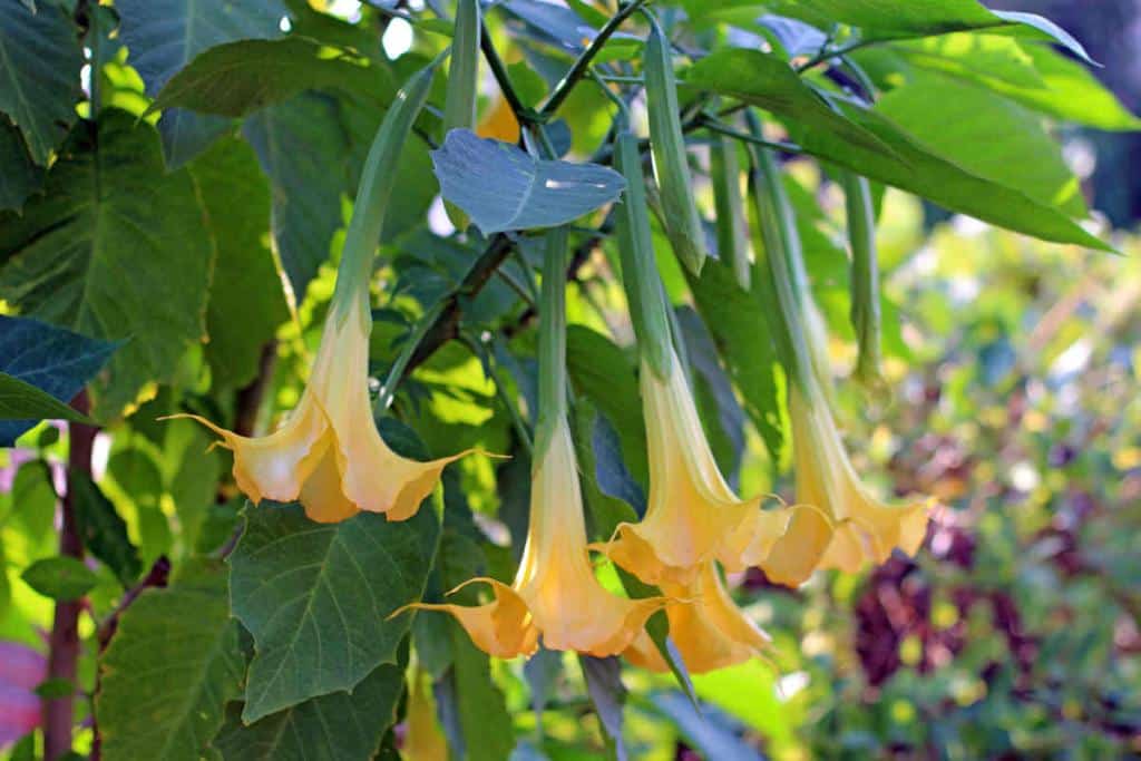 brugmansia