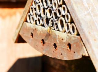 cabane a insecte - abeille maconne - osmie