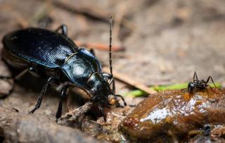 carabe limace potager interet nuisance