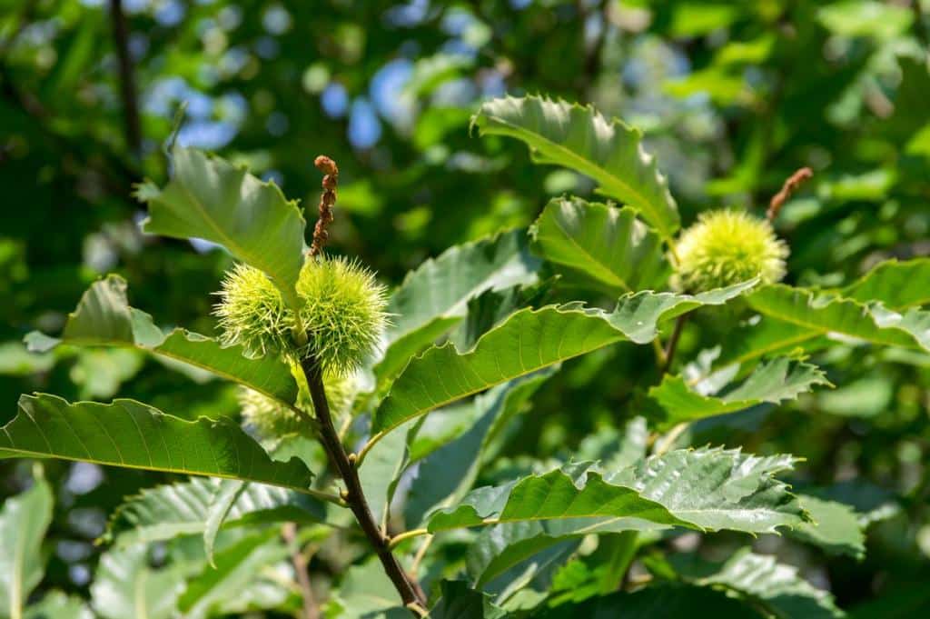 châtaignier - Castanea sativa