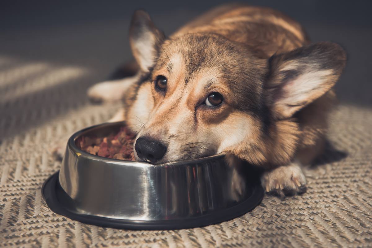 chien qui ne mange pas -perte appetit