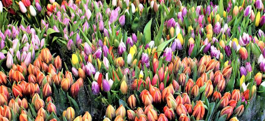 Conserver et faire durer un Bouquet de Tulipes en vase