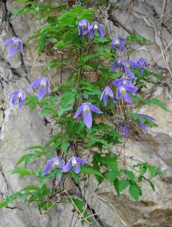 clematis alpina montagne clematite