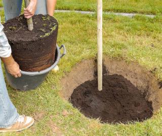 comment planter un arbre arbuste