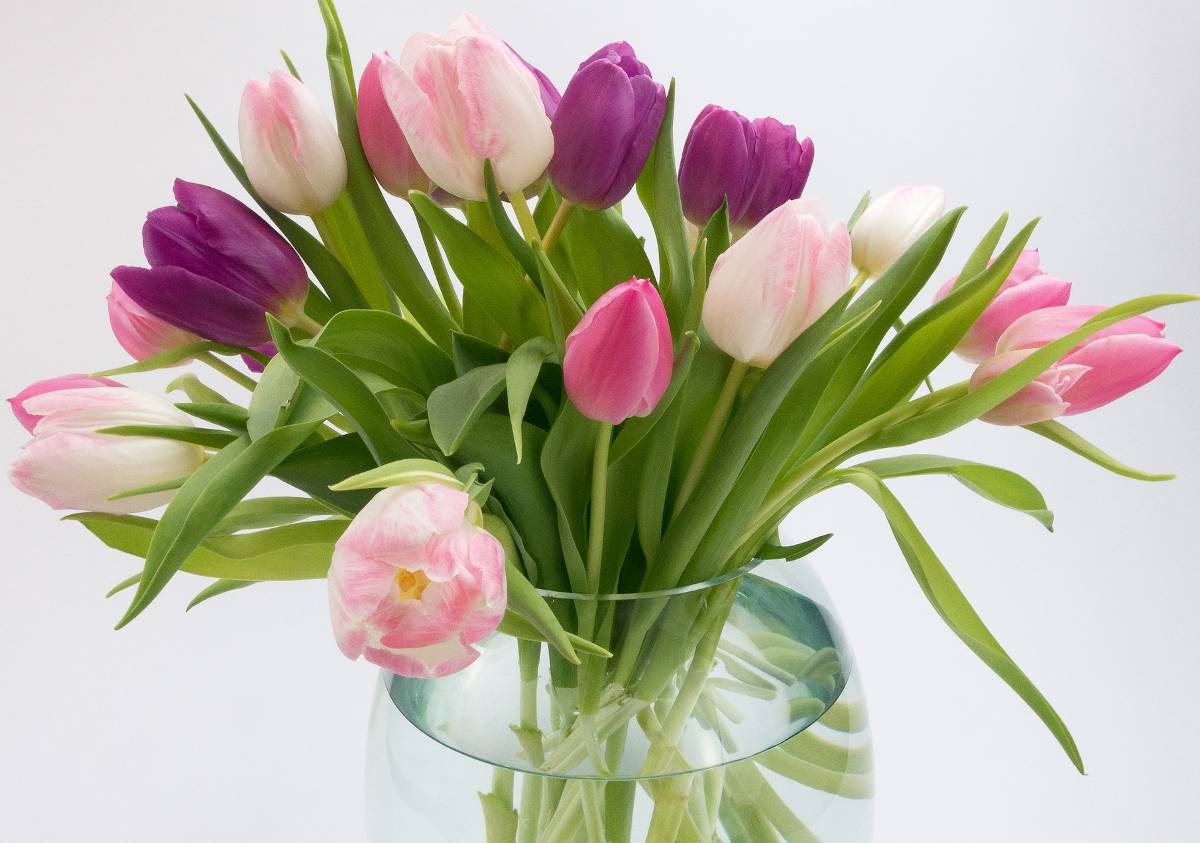 Conserver et faire durer un Bouquet de Tulipes en vase