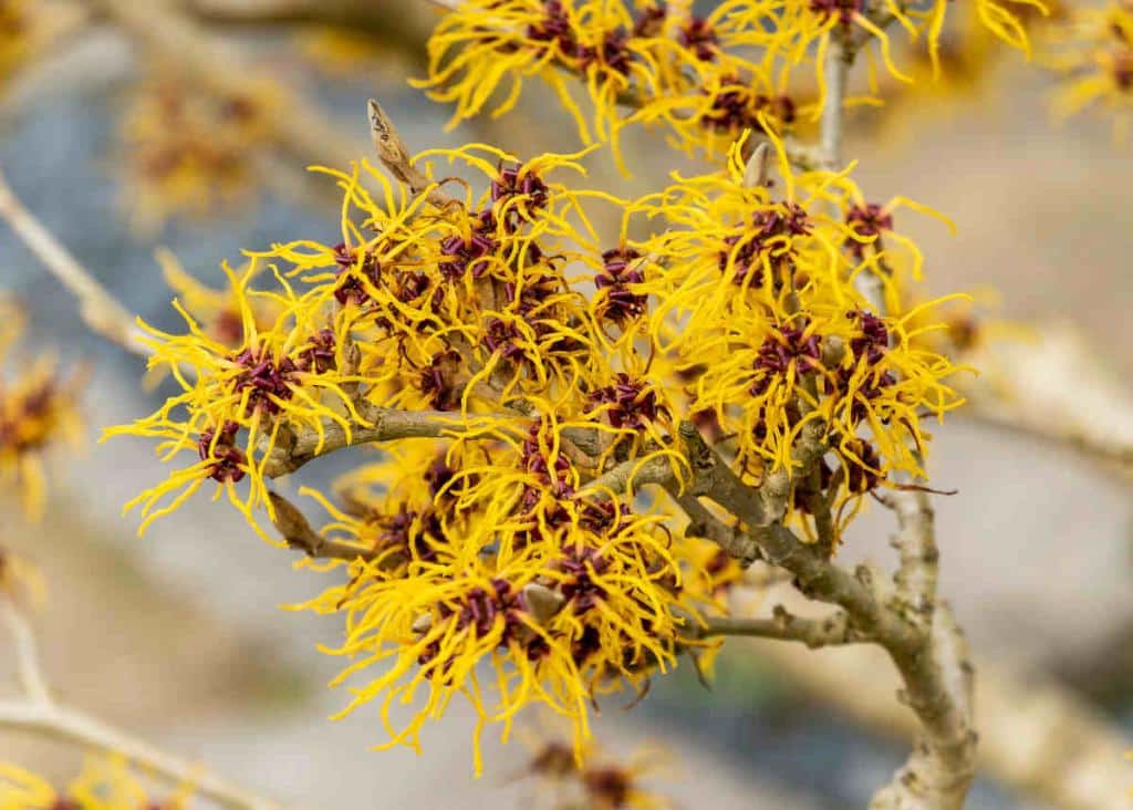 hamamelis