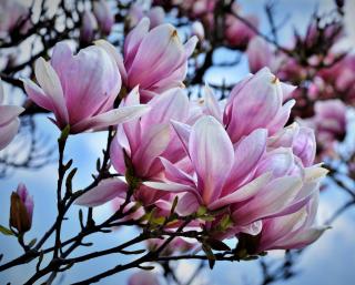 magnolia arbre