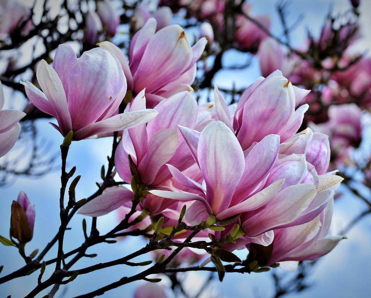 Magnolia : plantation, entretien, taille et floraison