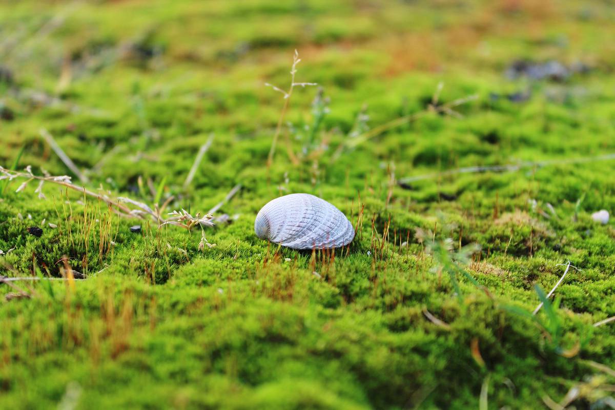 Mousse sur pelouse/gazon : comment la supprimer ?