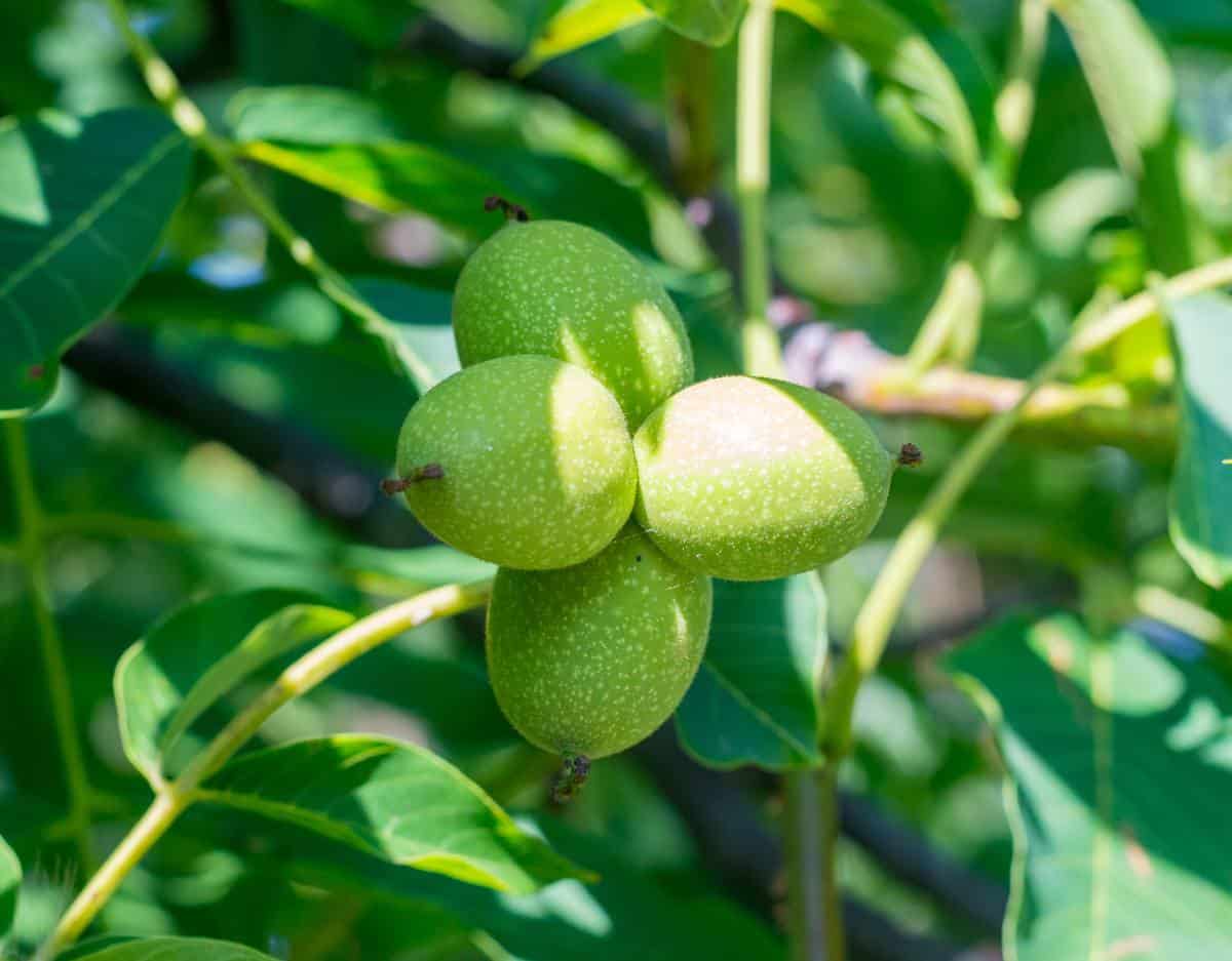 noyer - Juglans regia