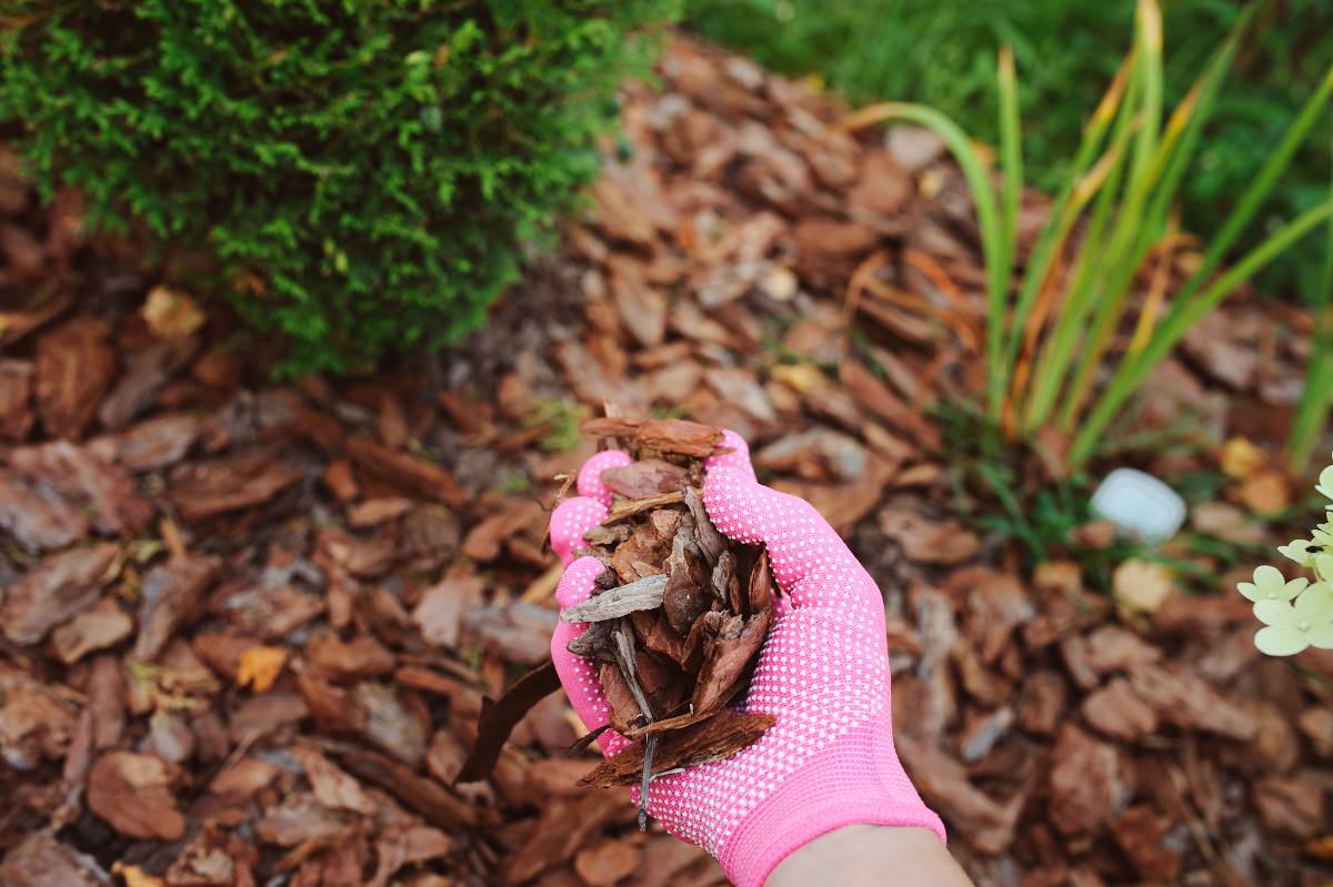 Protéger les plantes en hiver : voile d'hivernage pour plantes en