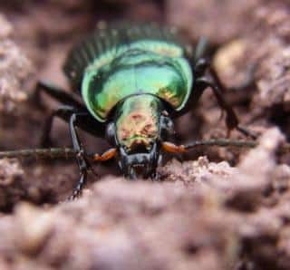 photo de carabe insecte noir avec pince jardin