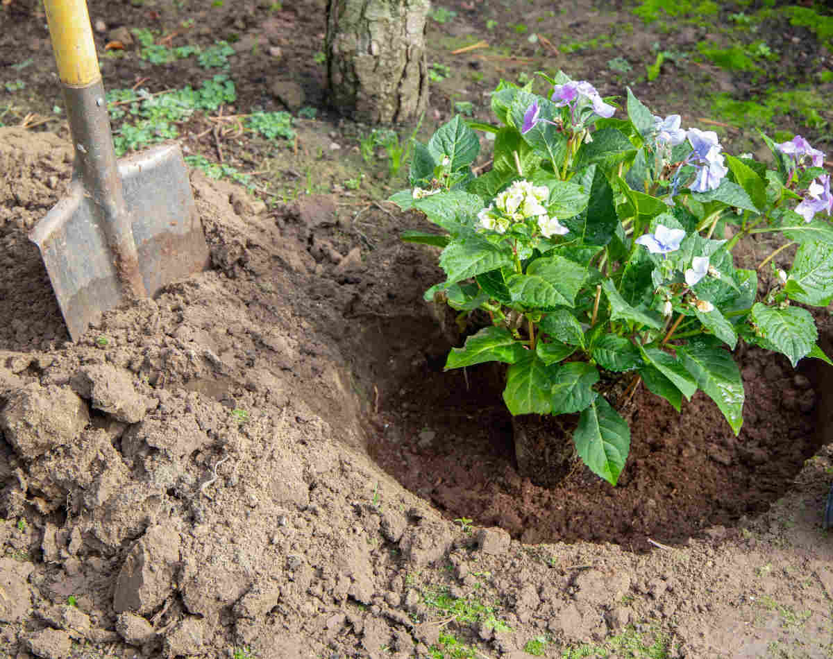 plante de bruyère plantation