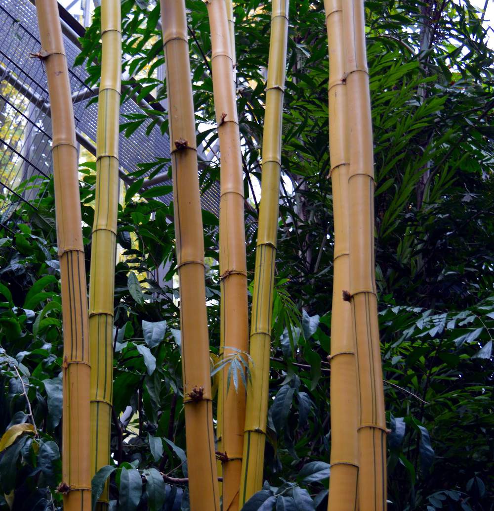 Bambou géant: Plantation, utilisation en haie brise-vue