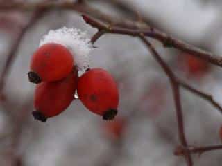 rosier en hiver decembre