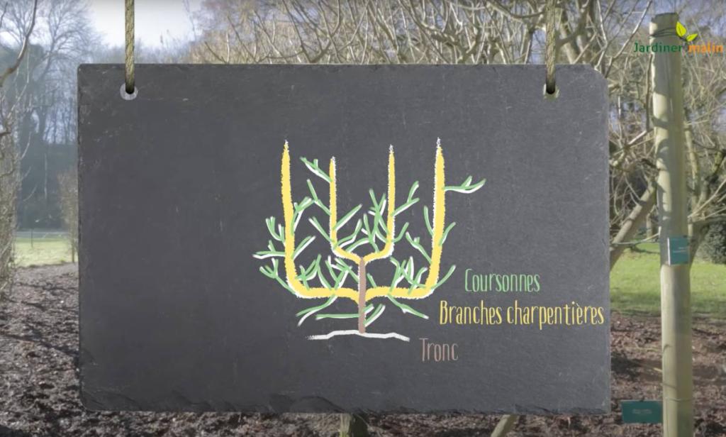 taille pommier poirier espalier palmette