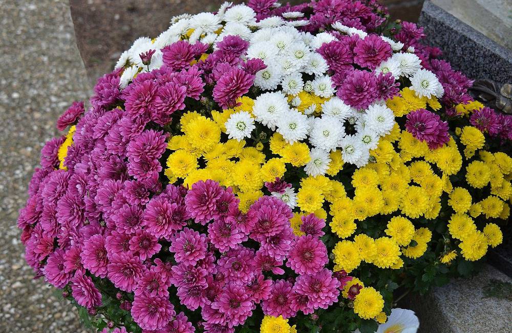 Chrysanth me En t Soin Et Entretien Pour Une Belle Floraison