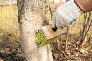 traitement fruitier hiver decembre