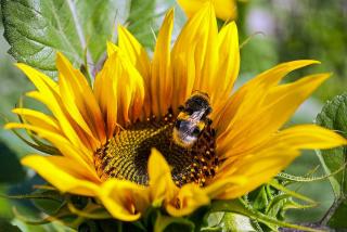 utilite bourdon pollinisation