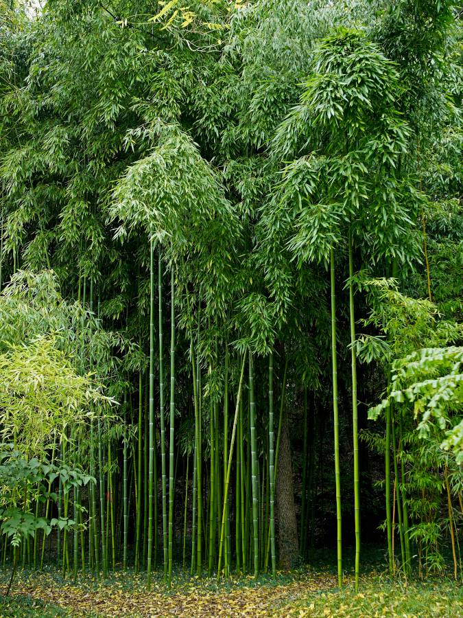 Bambou géant : culture, plantation et coseils d'entretien