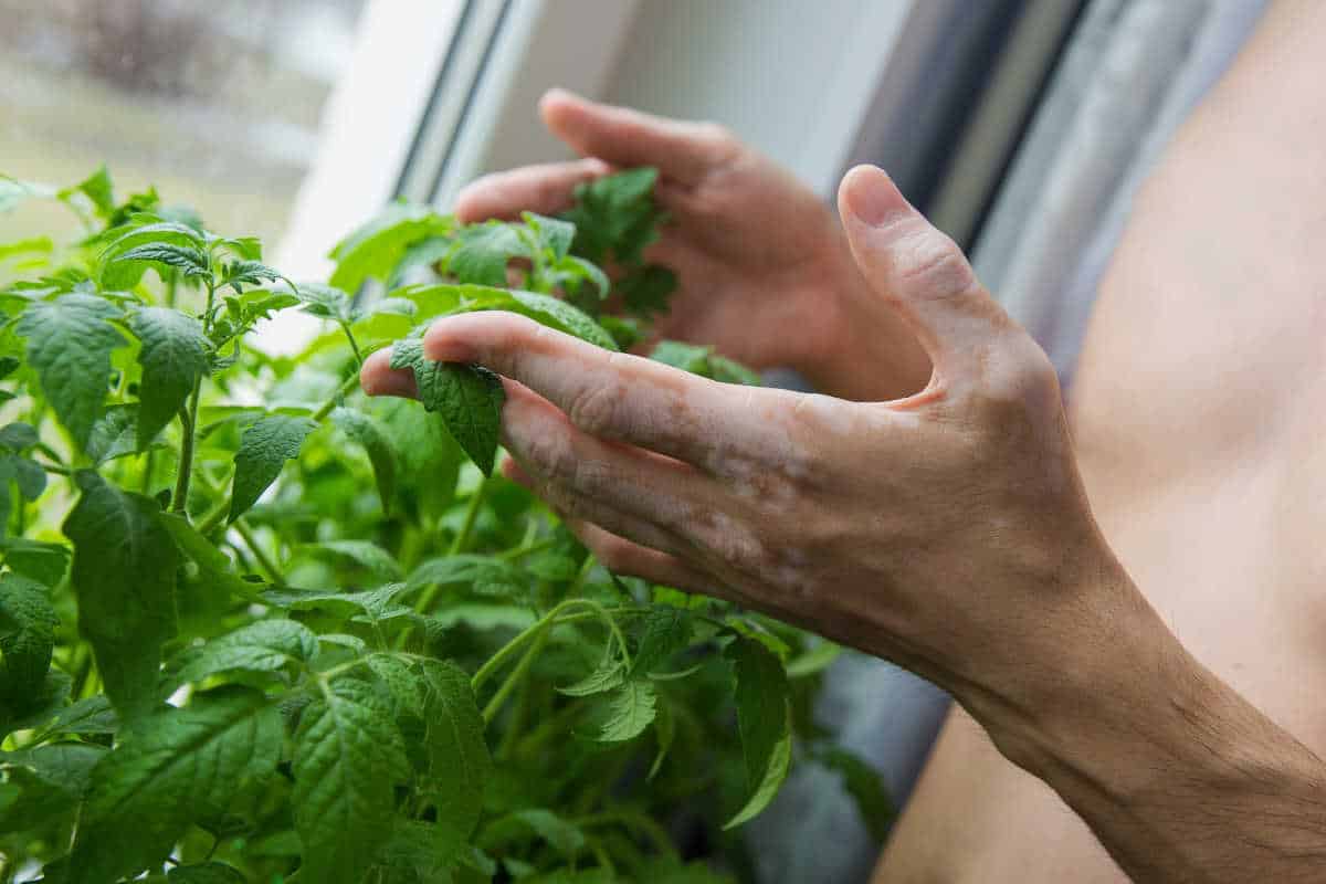 vitiligo traitement plantes