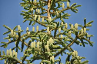 Abies pinsapo - sapin d'espagne