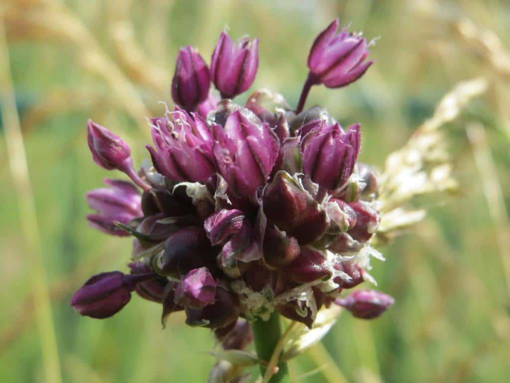 Ail rocambole - Allium scorodoprasum