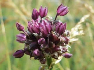 Ail rocambole - Allium scorodoprasum