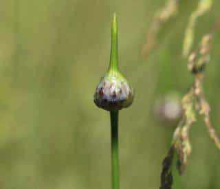 Ail rocambole - Allium scorodoprasum plantation semis