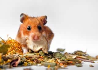 Alimentation hamster doré