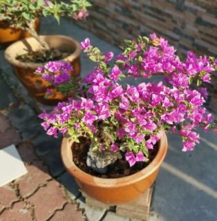 Bougainvillier en pot en hiver