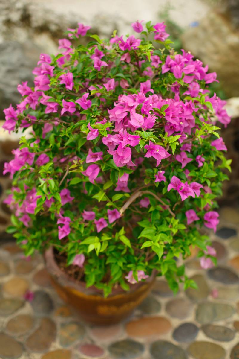 Bougainvillier en pot entretien arrosage hiver