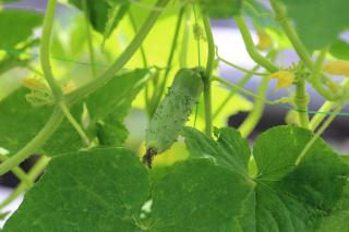 Comment planter concombre