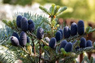 Cone Sapin de Coree - Abies koreana - Sapin Coreen