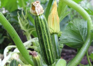 Courgette Coucourzelle bio