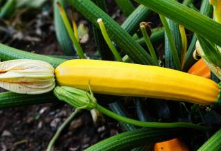 Courgette Soleil variete