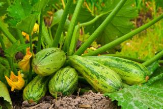 Courgette plantation semis