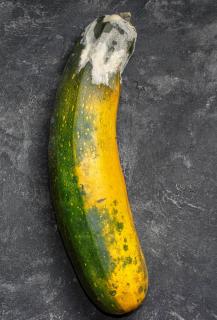 Courgette qui moisi - Botrytis pourriture