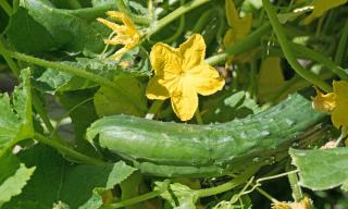 Cucumis sativus ‘Cetriolo Marketer’ concombre